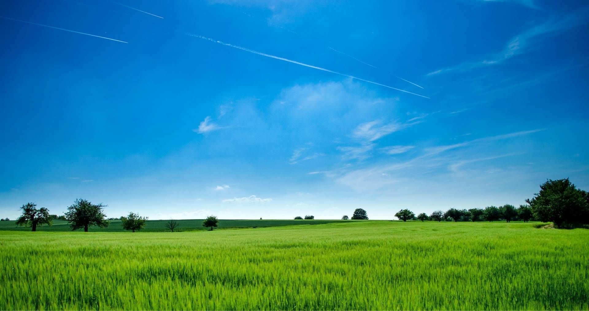 Hellgrünes Feld unter einem strahlend blauen Himmel mit zarten Wolken und einer fernen Baumgrenze