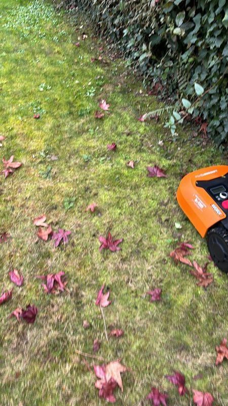 Un robot tondeuse dans un jardin.