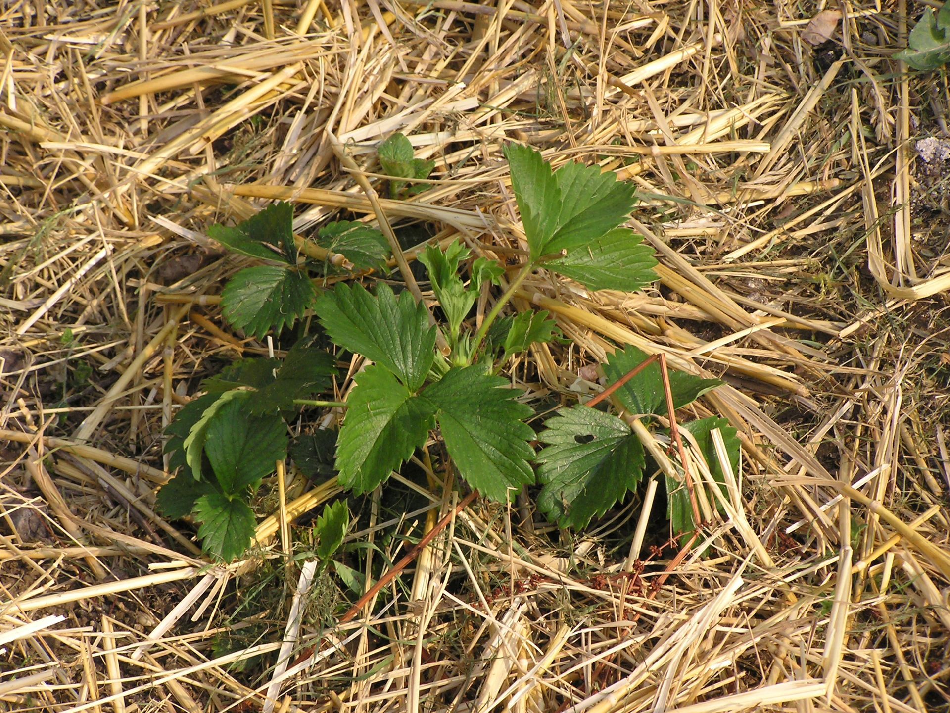 Paille autour d'une pousse de fraisier