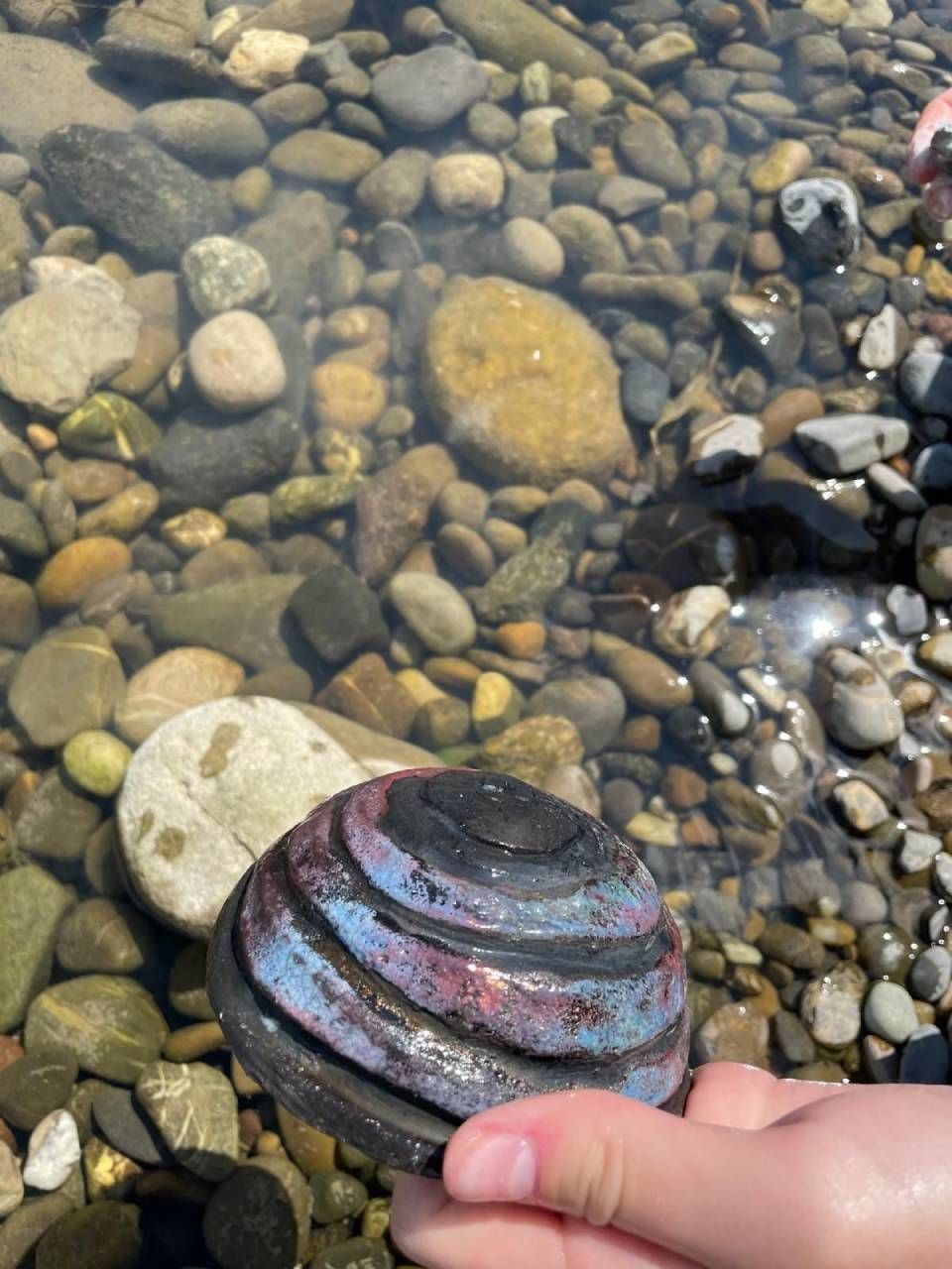 Eine Hand hält eine schillernde Muschel über klarem, flachem Wasser und Kieselsteinen.