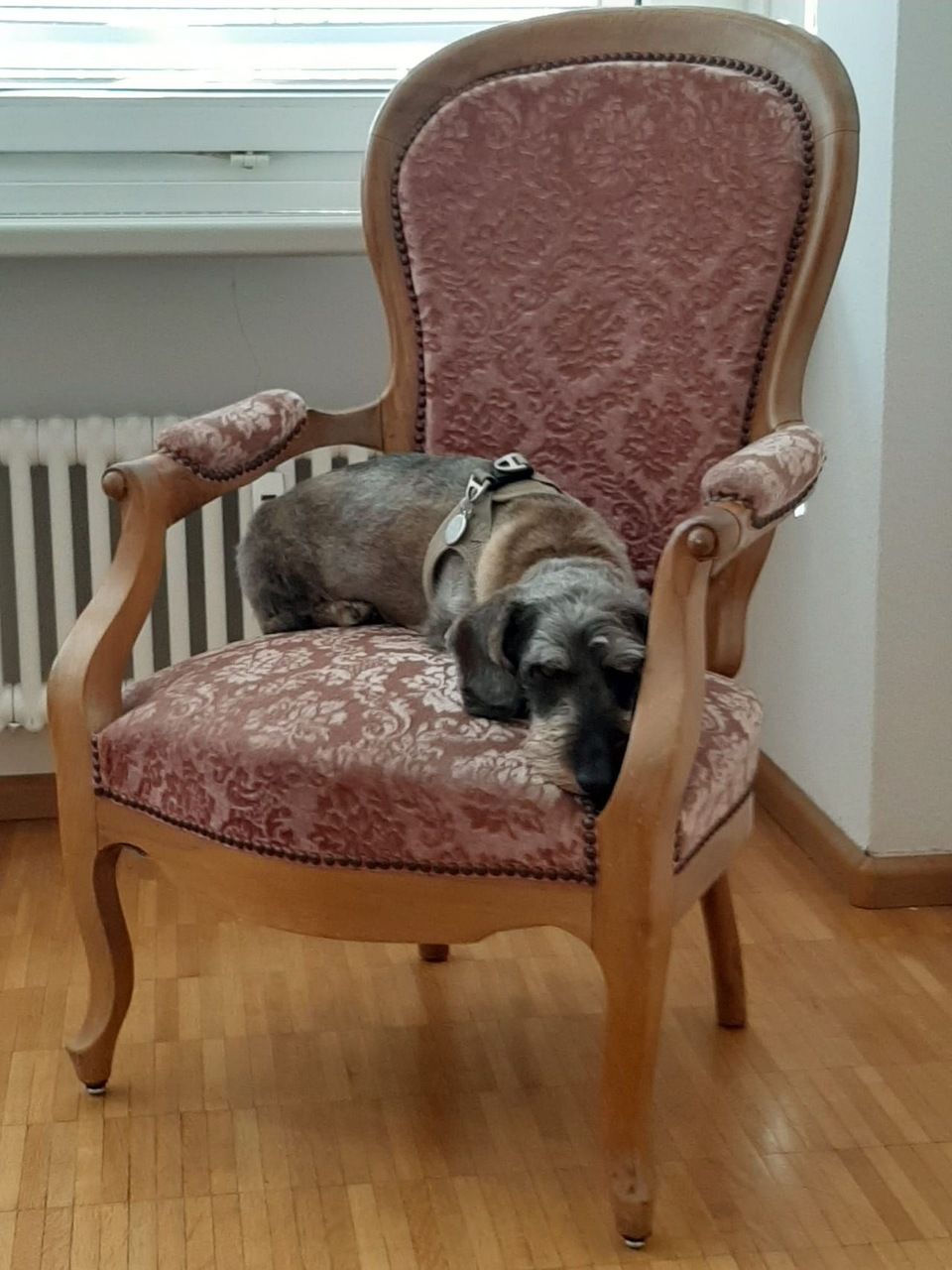 Hund auf Stuhl im Zentrum für Stressregulation Basel
