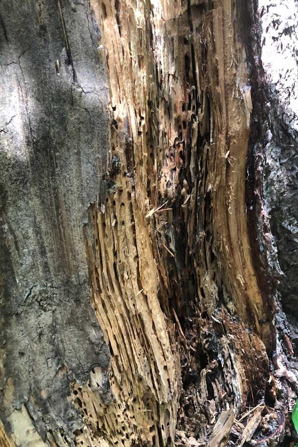 Eine Nahaufnahme eines von Termiten zerfressenen Baumstammes.