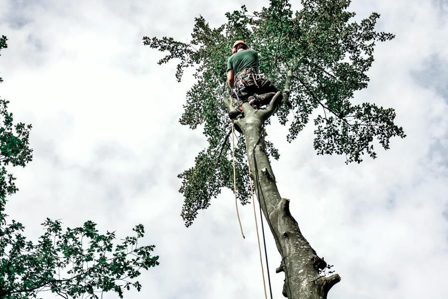 Ein Mann sitzt auf der Spitze eines großen Baumes.