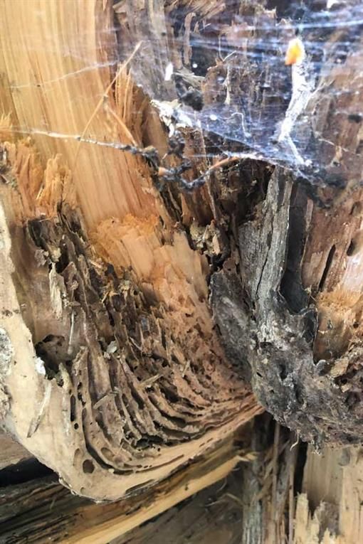 Eine Nahaufnahme eines Holzstücks mit einem Spinnennetz.