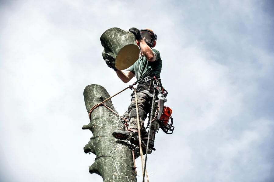 Ein Mann klettert mit einer Kettensäge auf einen Baum.
