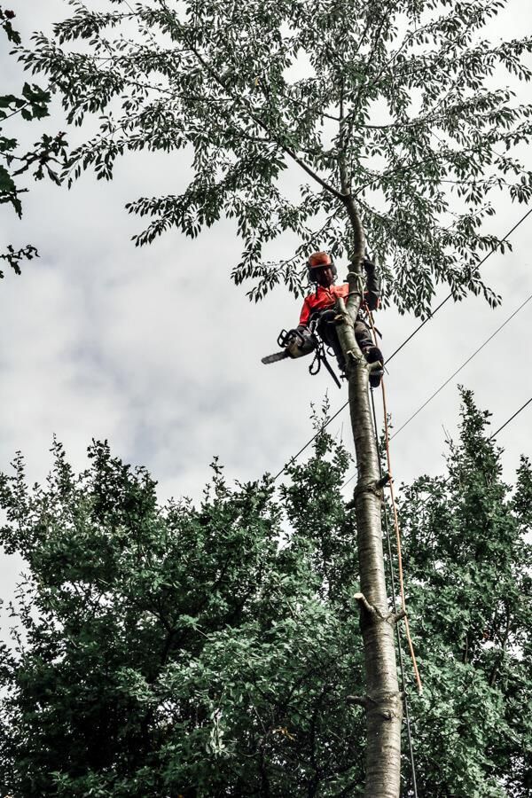 Ein Mann klettert mit einer Kettensäge auf einen Baum.
