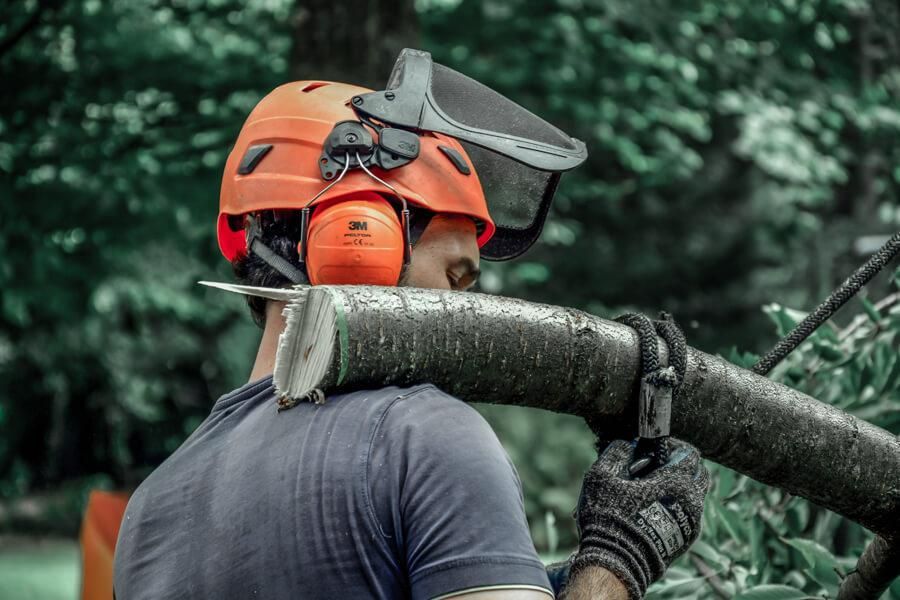 Ein Mann mit Helm und Ohrenschützern schneidet einen Ast ab.