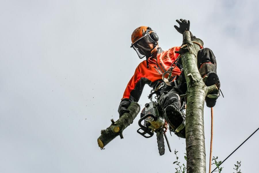 Ein Mann klettert mit einer Kettensäge auf einen Baum.