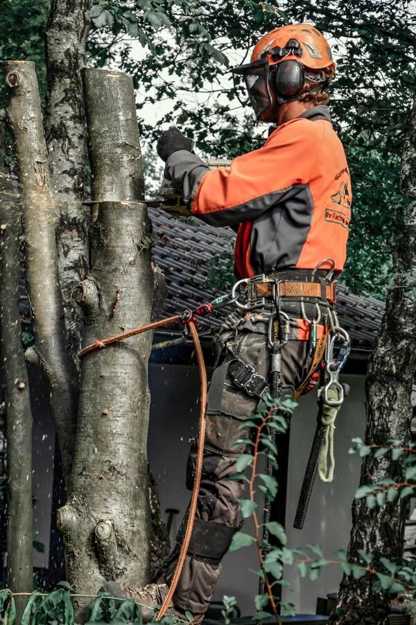Ein Mann fällt mit einer Kettensäge einen Baum.