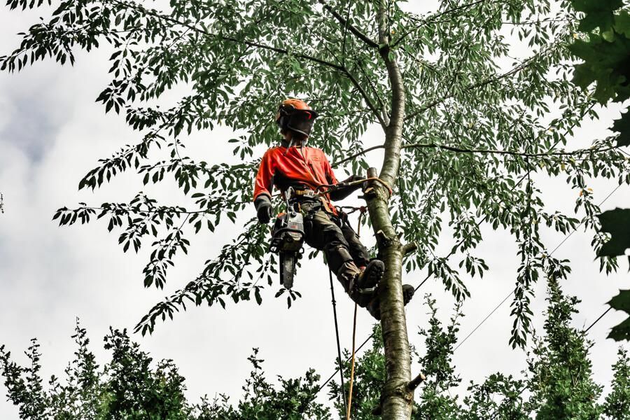 Ein Mann klettert mit einer Kettensäge auf einen Baum.