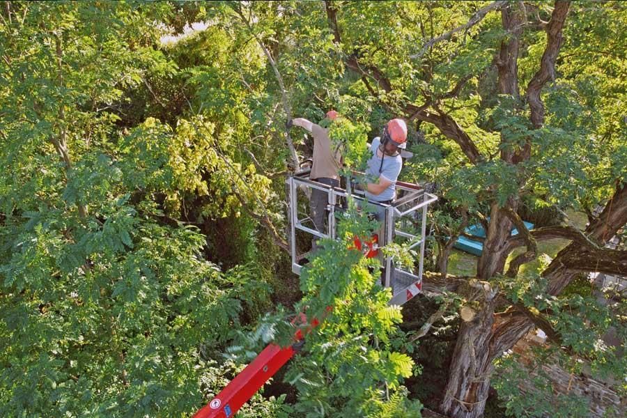 Ein Mann mit einem Eimer fällt einen Baum.