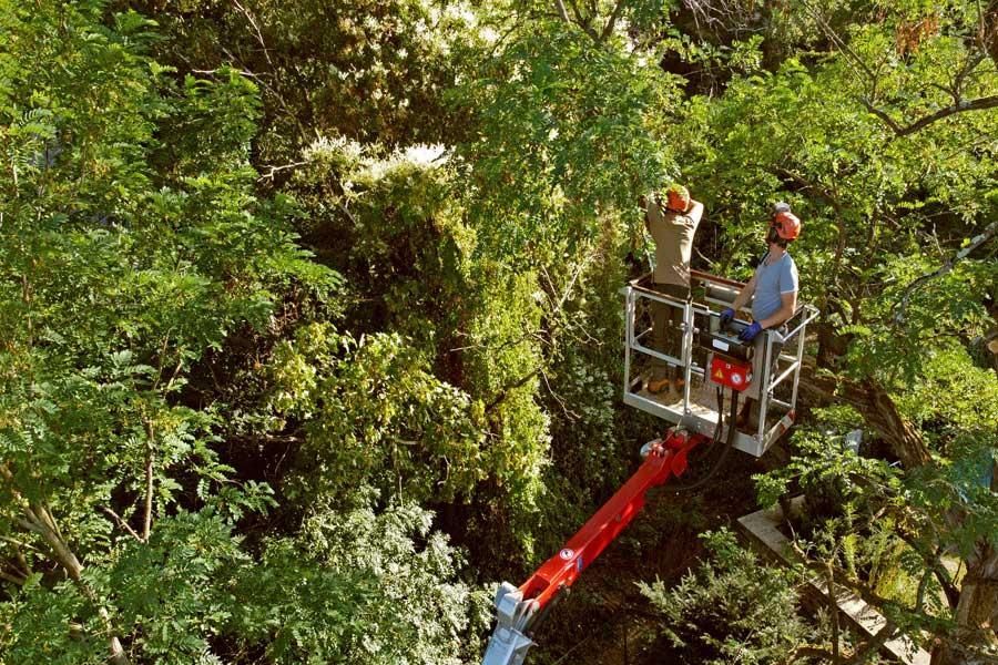 Ein Mann mit einem Eimer fällt einen Baum.