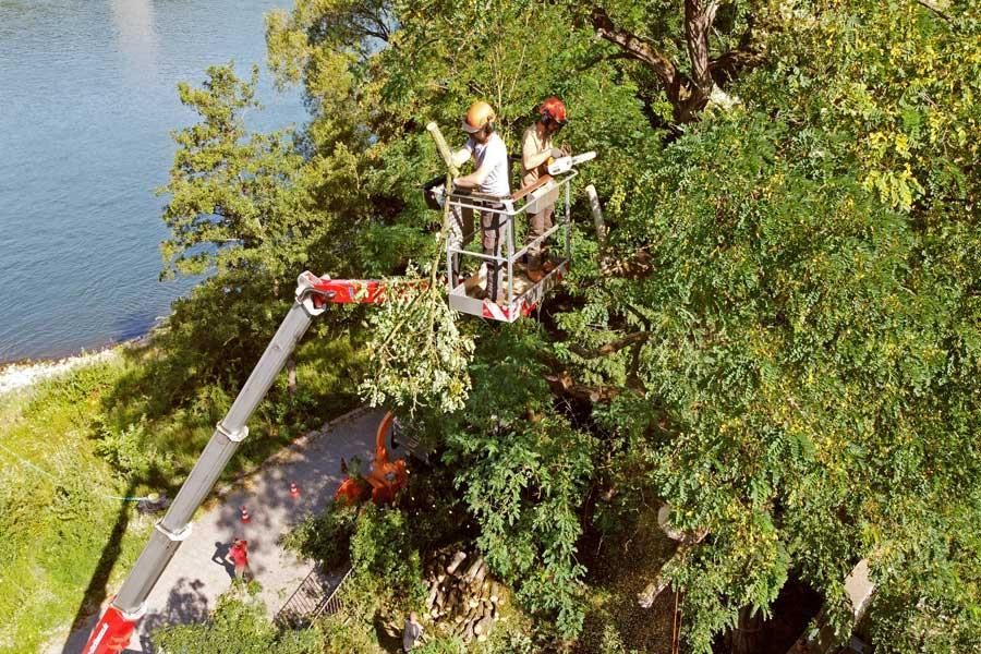 Ein Mann in einem Eimer fällt einen Baum