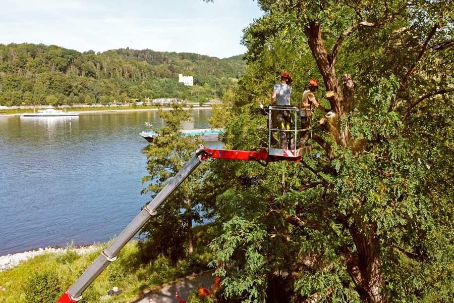 Ein Mann in einem Eimer fällt einen Baum in der Nähe eines Sees
