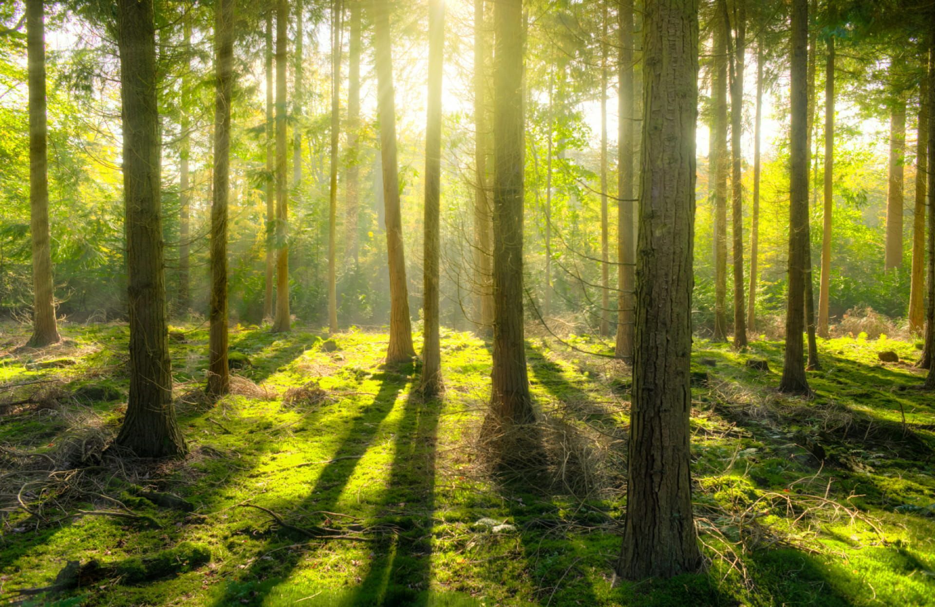Forêt avec de grands arbres, un sous-bois verdoyant et de longues ombres s'étirant sur le sol