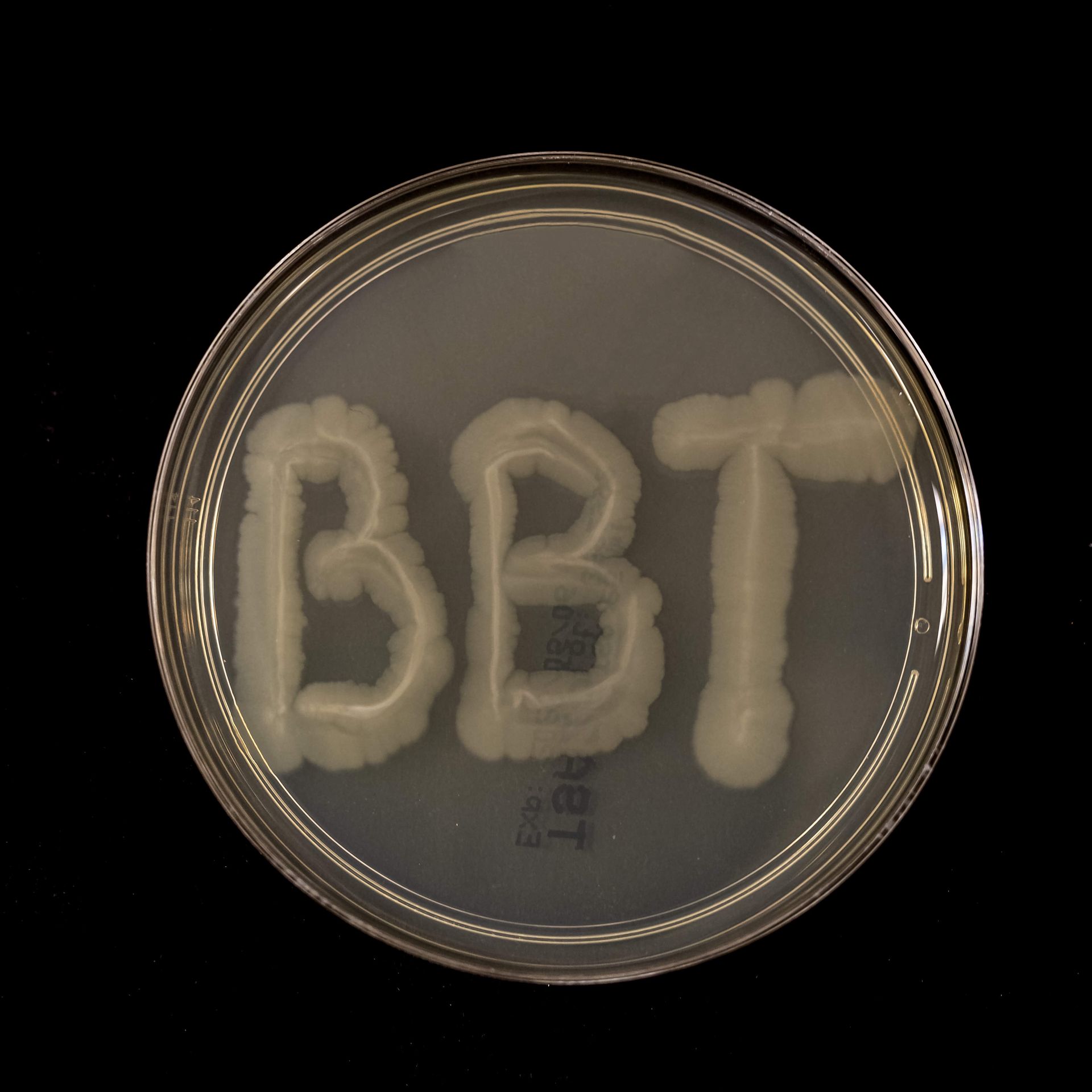 scientist does experiments