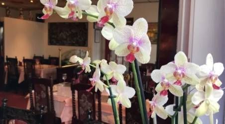 Eine helle Nahaufnahme von weissen Schmetterlingsorchideen mit violetten Zentren in Innenräumen, im Hintergrund ist der Speisesaal eines Restaurants verschwommen zu sehen.