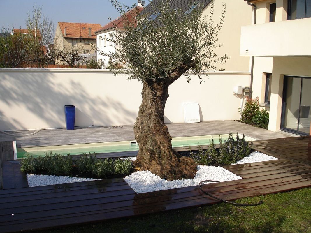 Olivier planté dans un jardin, entouré d'une terrasse en bois