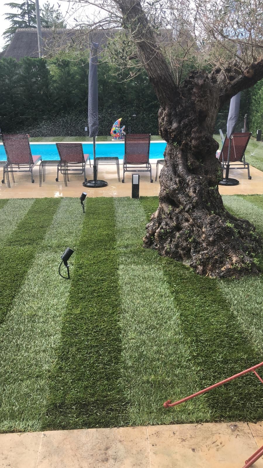 Pelouse tondue près d'un arbre et d'une piscine