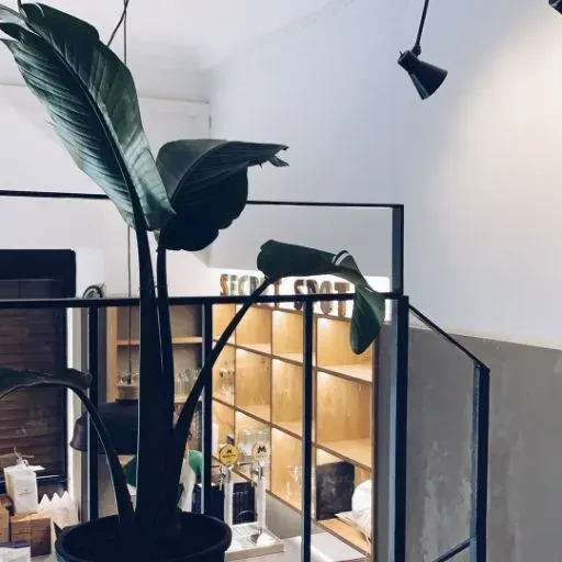 Una planta en maceta en una habitación con un cartel que dice lugar secreto.
