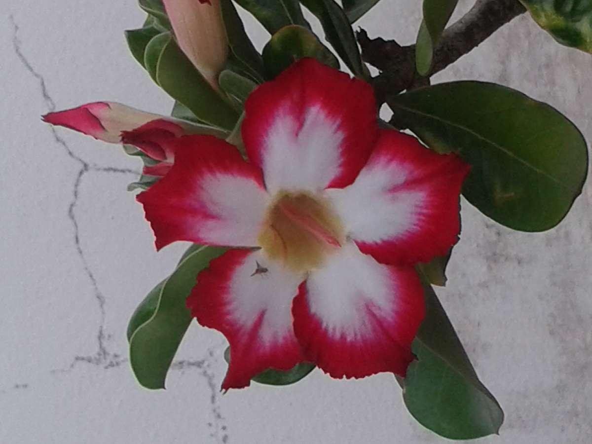 Pépinière de Letaye,Roses du désert
