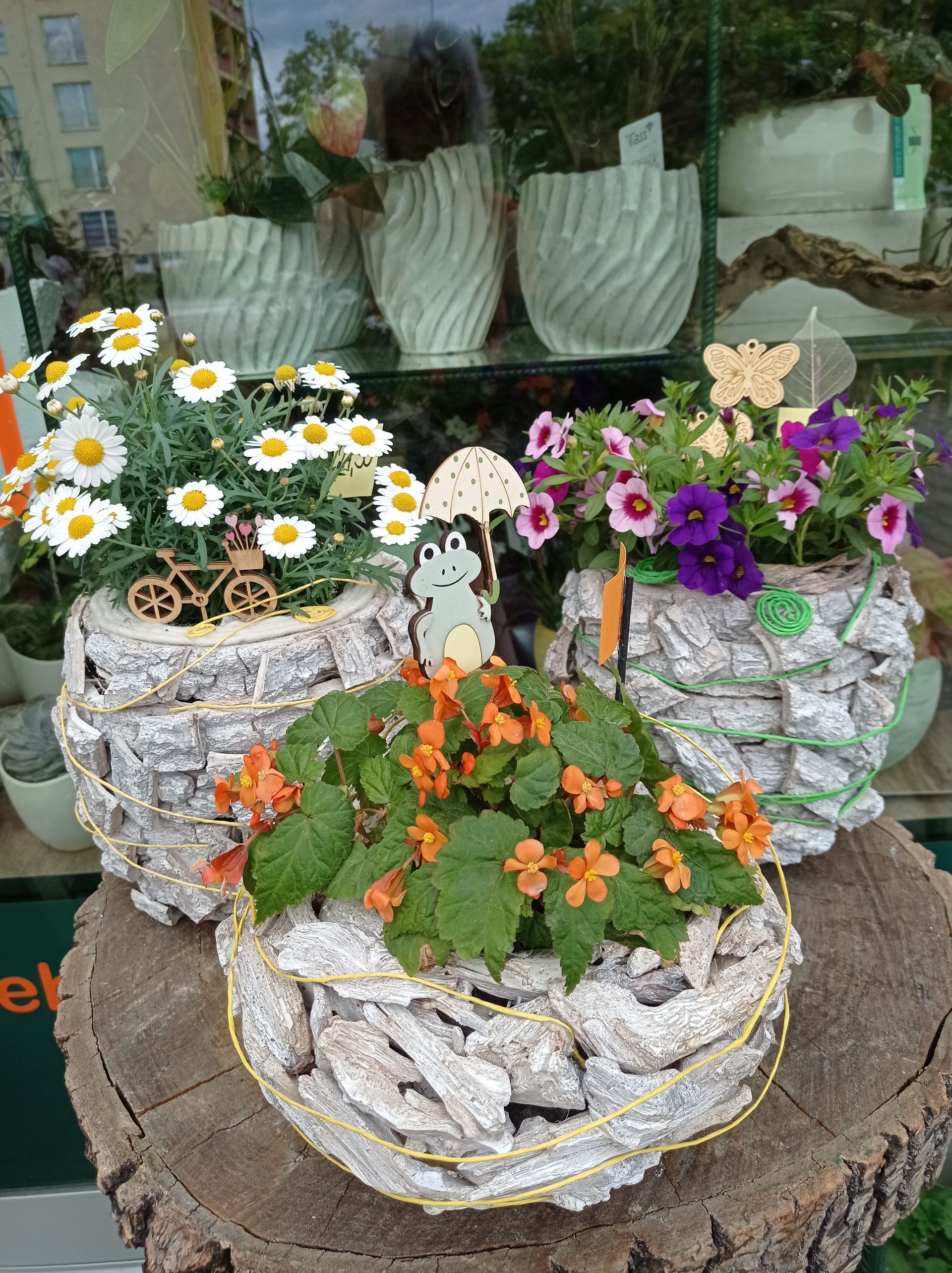 Drei Topfblumen in strukturierten, rindenartigen Behältern stehen auf einem Baumstumpf. Weiße und orangefarbene Blüten. Schaufenster.