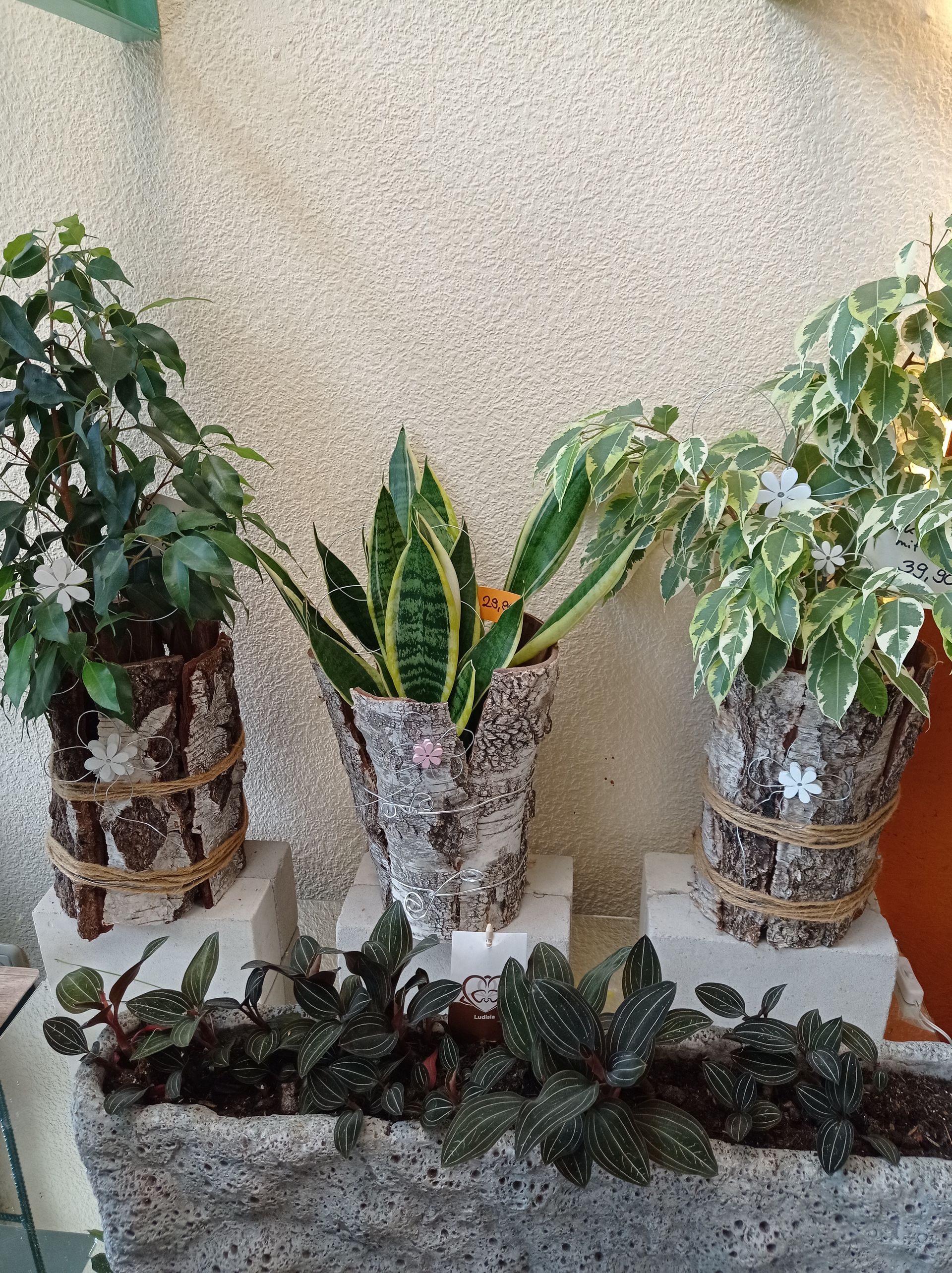 Auf einem Sims stehen drei Topfpflanzen, darunter eine Schlangenpflanze. Die Töpfe sind mit Holzrinde verziert.