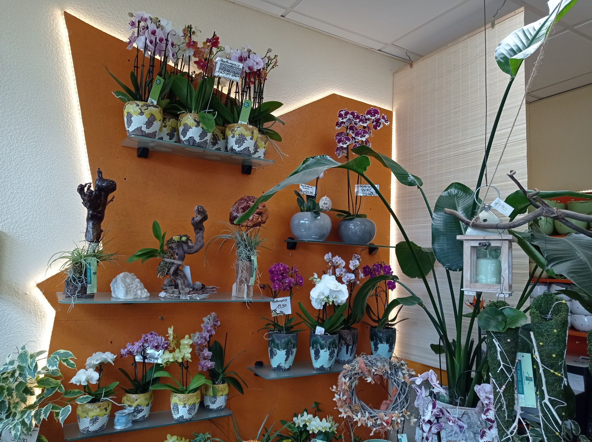 Orchideen- und Pflanzenausstellung in einem Blumenladen mit orangefarbener Wand und Regalen; Orchideen und Grünpflanzen in verschiedenen Farben.