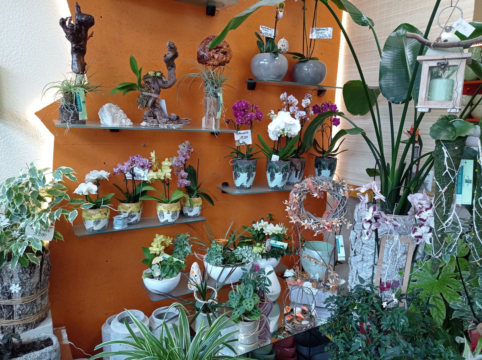 Eine Blumenladenauslage mit Orchideen und anderen Pflanzen auf Regalen, orangefarbener Wandhintergrund.