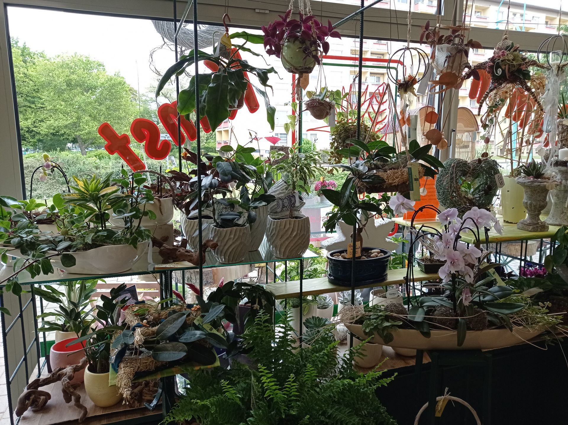 Blumenladen-Auslage mit verschiedenen Pflanzen, darunter Orchideen und Hängekörbe.