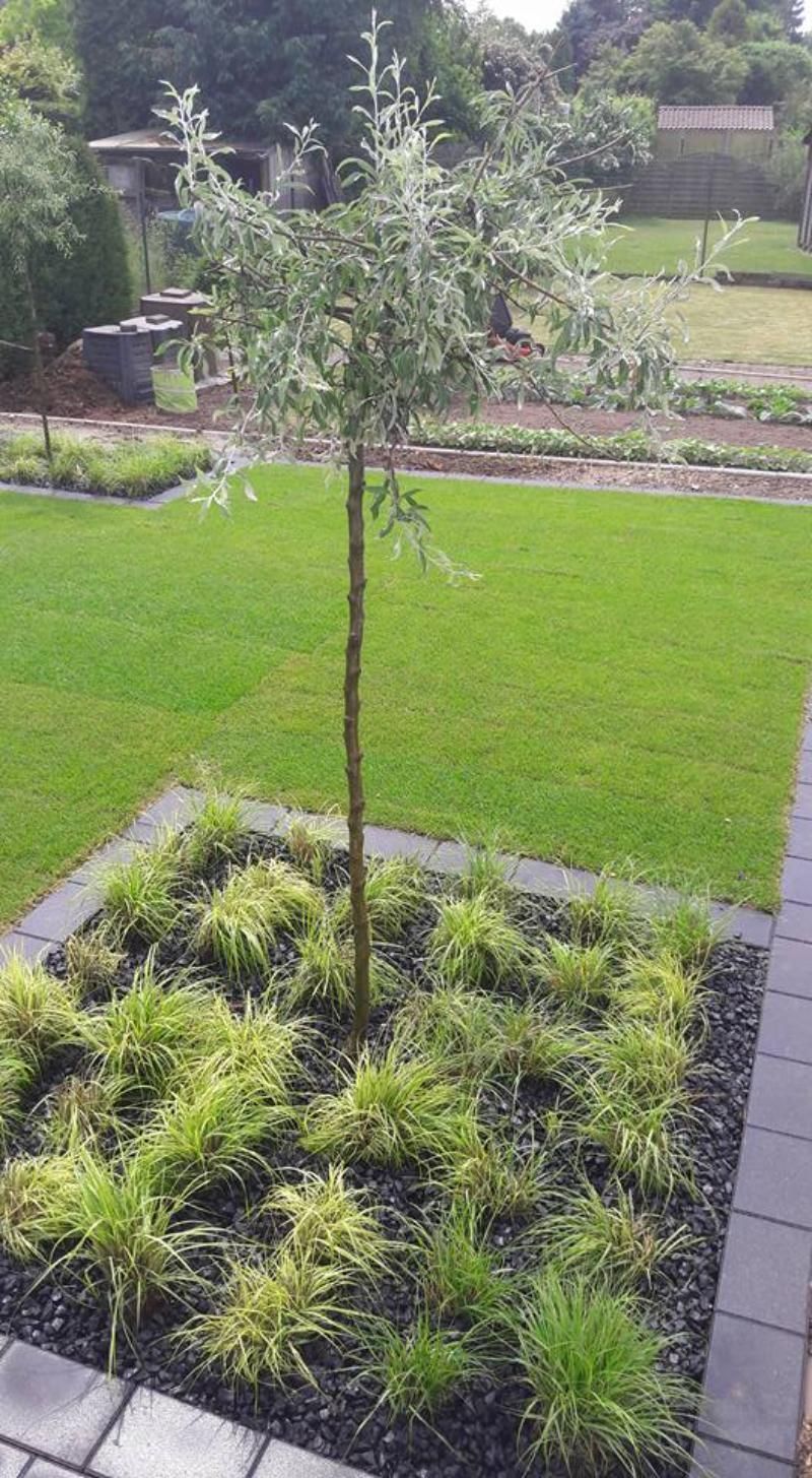 Schöne Gestaltung mit Baum