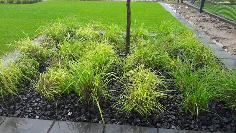 Gepflegte Grüngestaltung