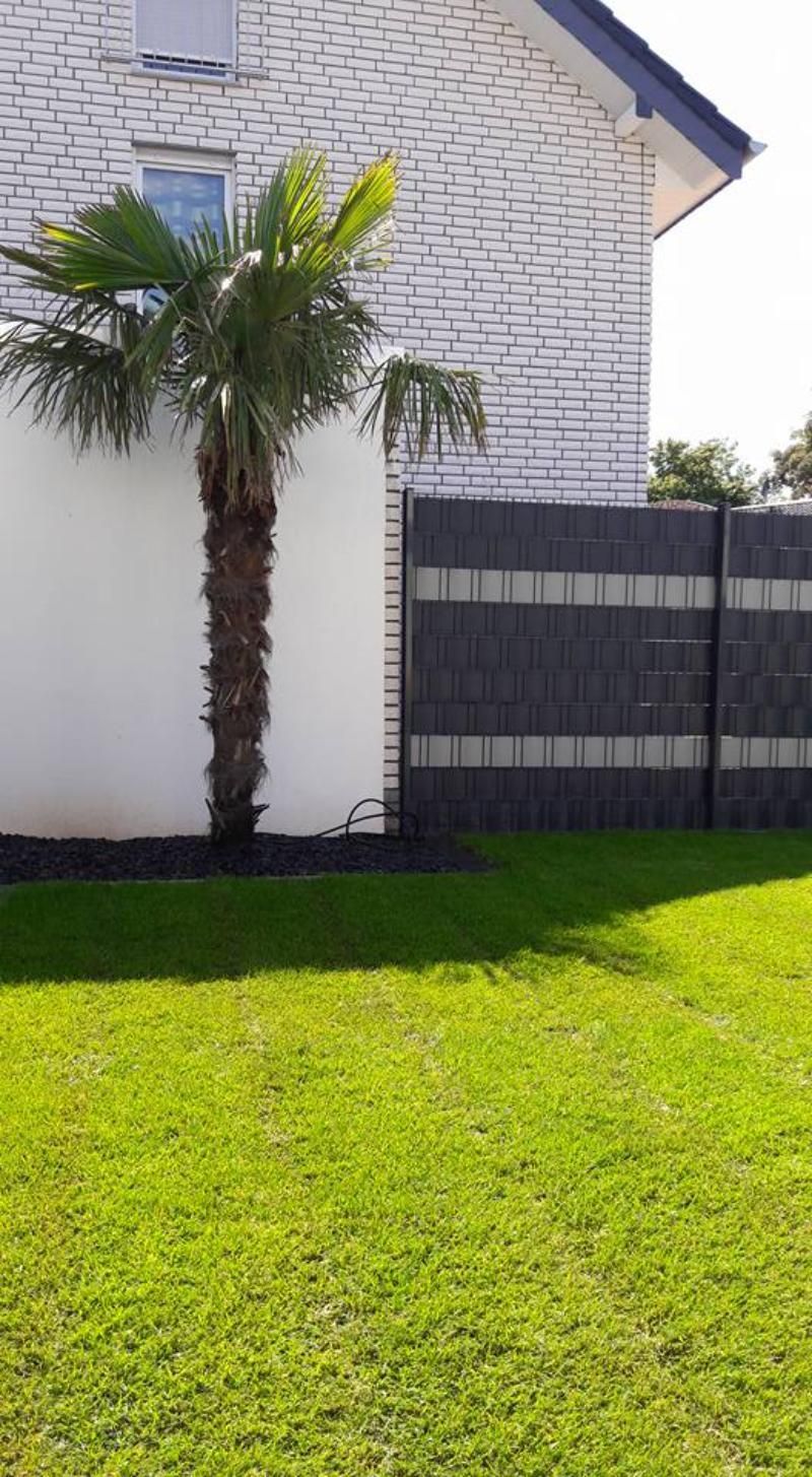 Schöner Rasen mit Palme