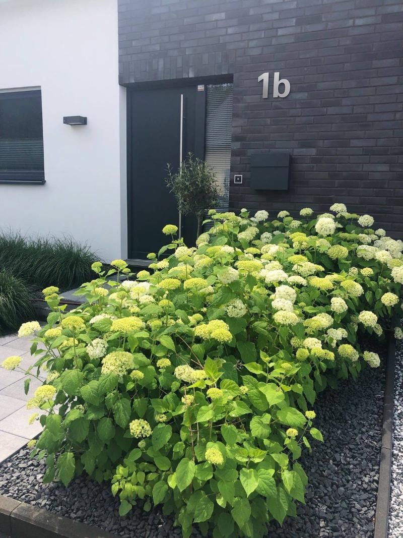 Gepflegter Vorgarten