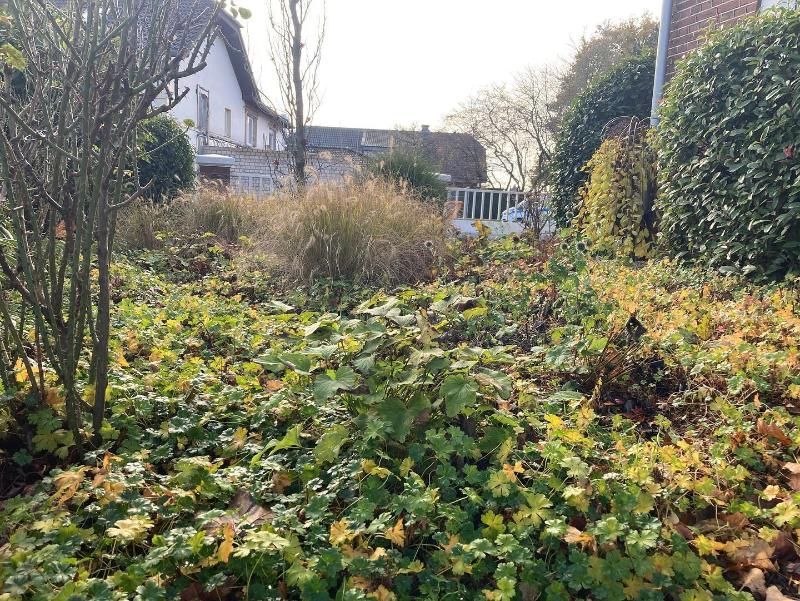 Garten mit vielen Gebüschen