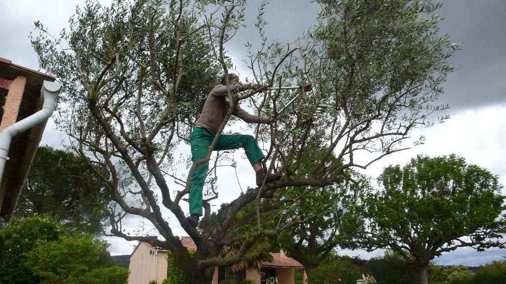Un élagueur dans un olivier pour le tailler, sous un ciel nuageux.
