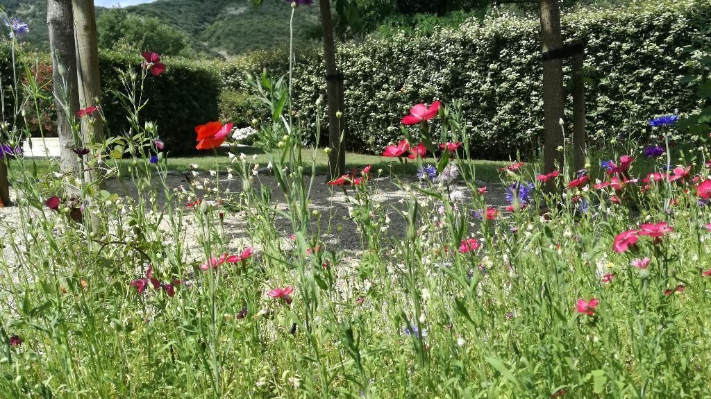 Champ de fleurs sauvages colorées avec des arbres et des haies vertes en arrière-plan.