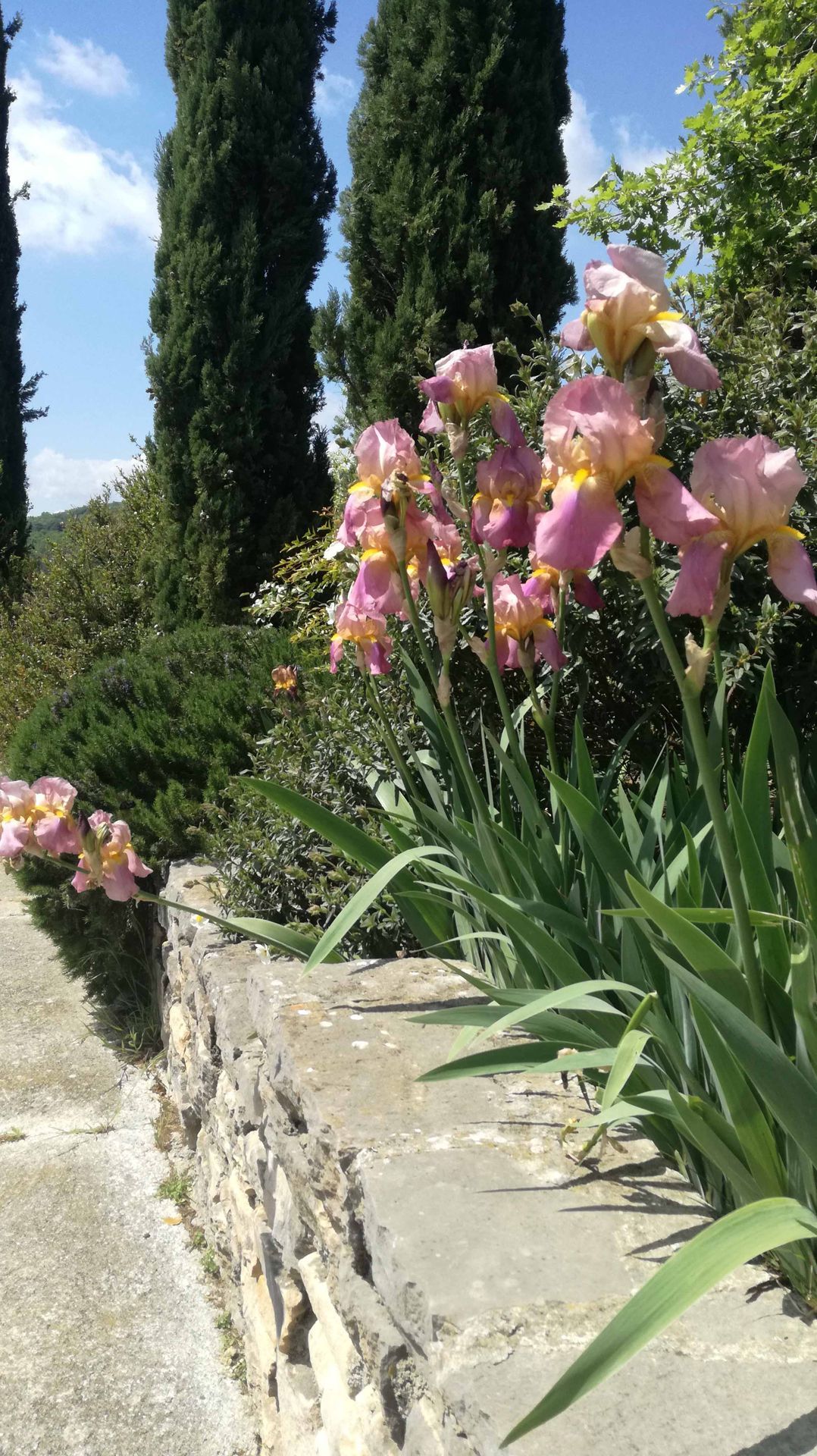 Des fleurs d'iris roses fleurissent à côté d'un mur de pierre, avec de grands arbres verts et un ciel bleu en arrière-plan.