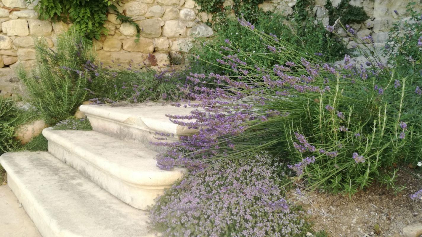 Marches en pierre envahies de lavande et de romarin près d'un mur de pierre.