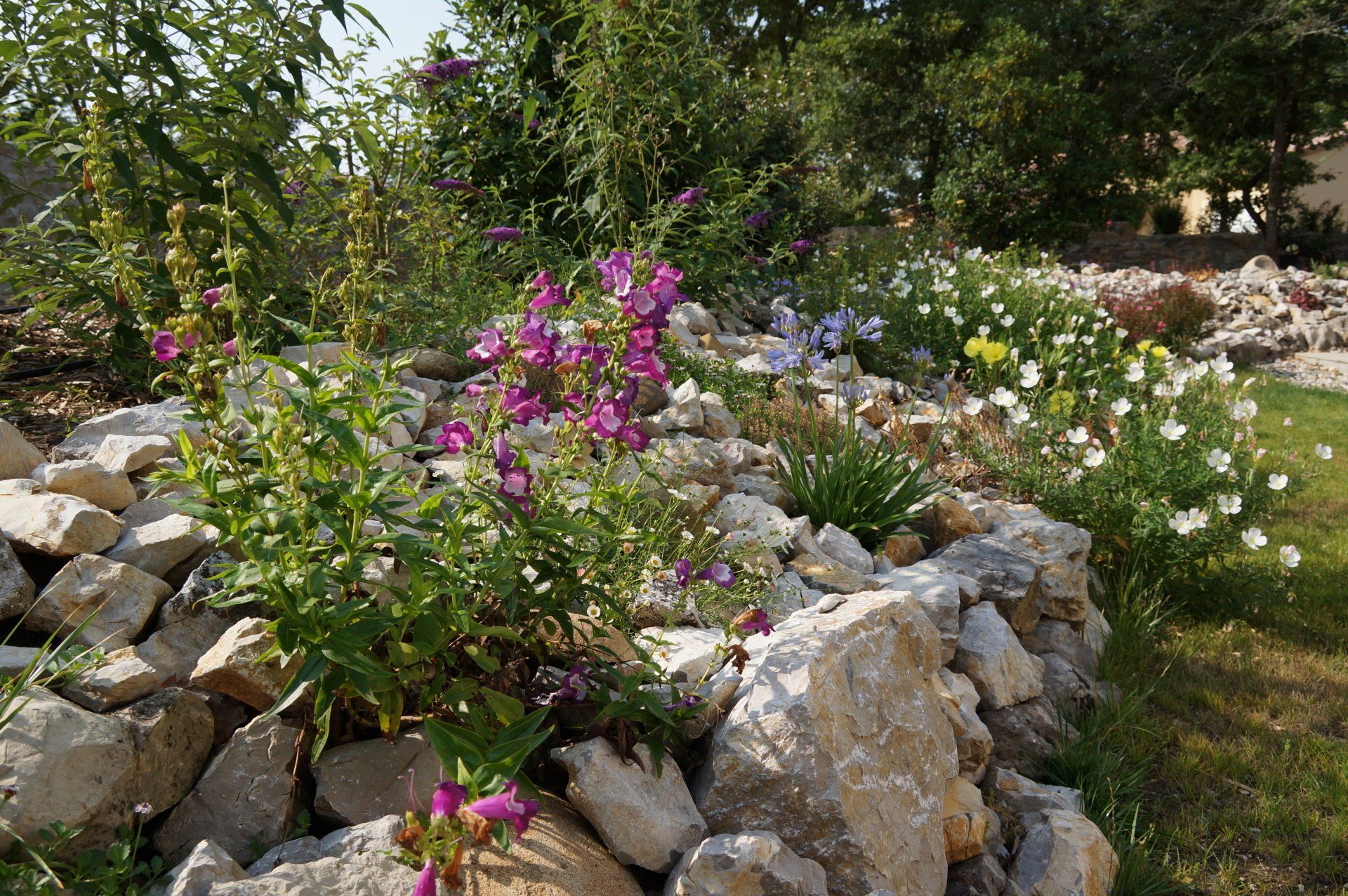 Jardin de rocaille avec des fleurs sauvages violettes et blanches en fleurs.