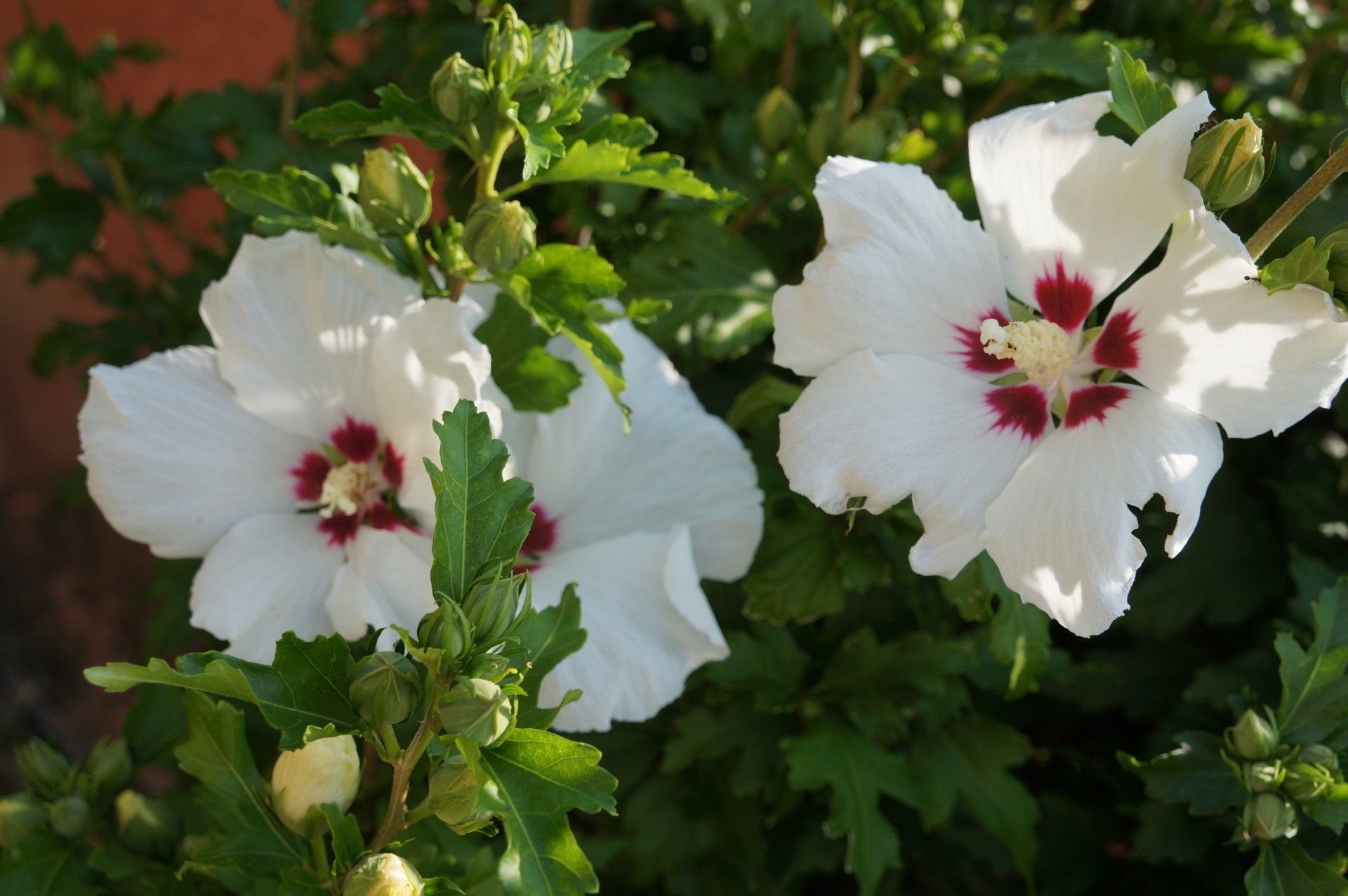 Fleurs d'hibiscus blanches avec des centres rouges.