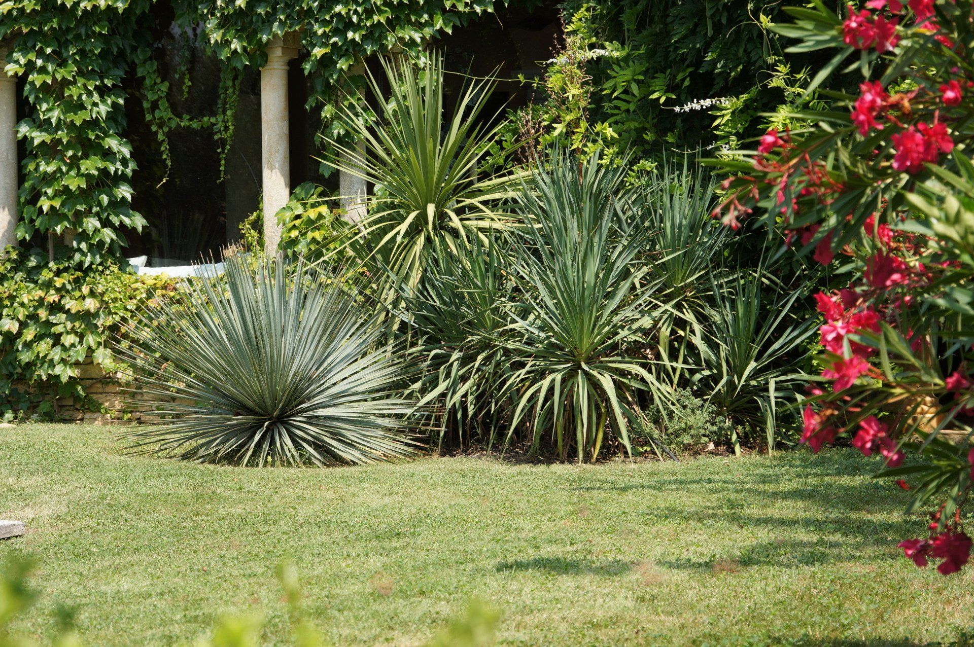 Dans un jardin baigné de soleil, on observe des plantes vertes et de l'herbe, des fleurs rouges à droite et du lierre qui grimpe sur une colonne.