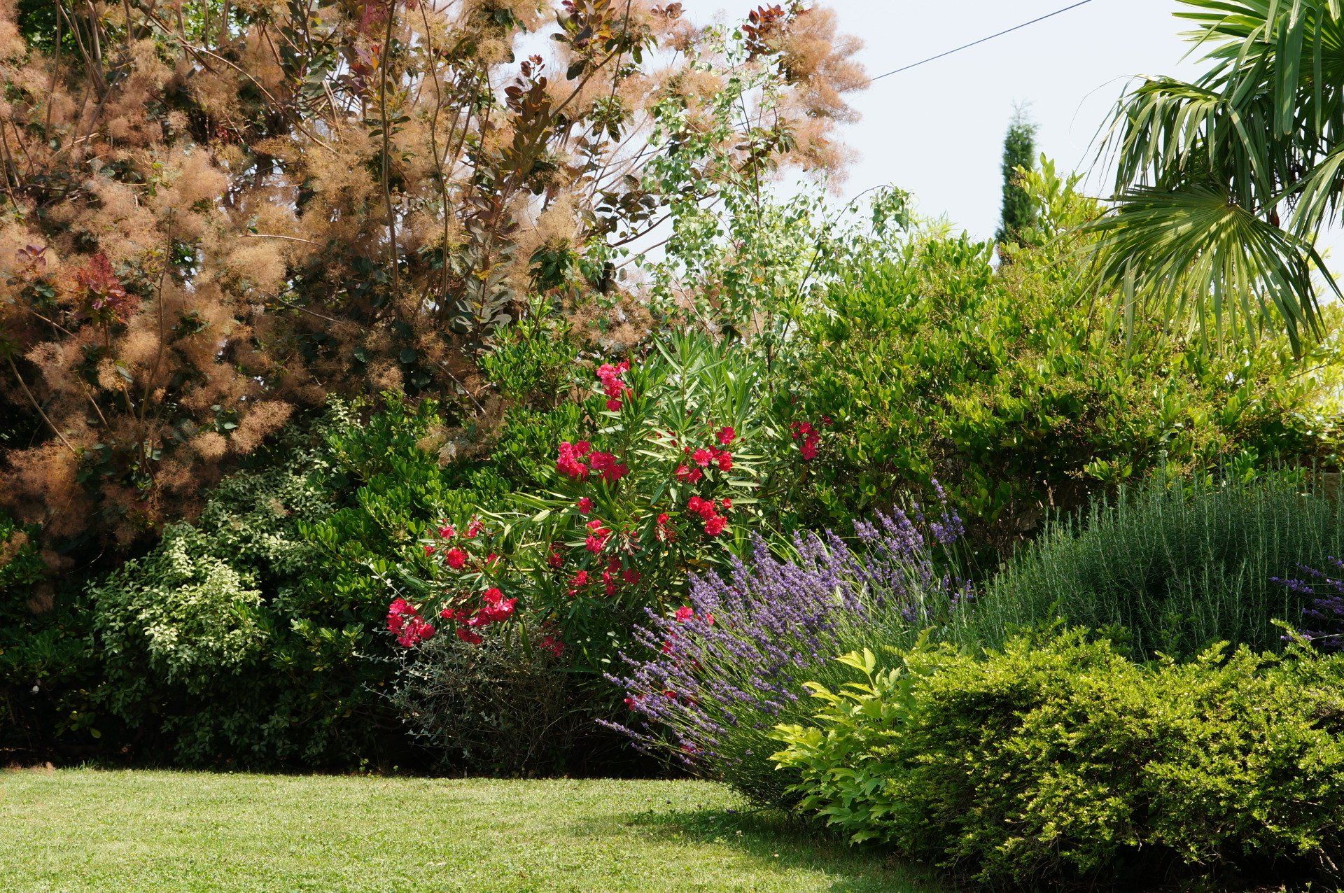Un jardin foisonnant comprenant une variété de plantes vertes, des fleurs rouges et violettes, agrémenté d'une pelouse en premier plan.