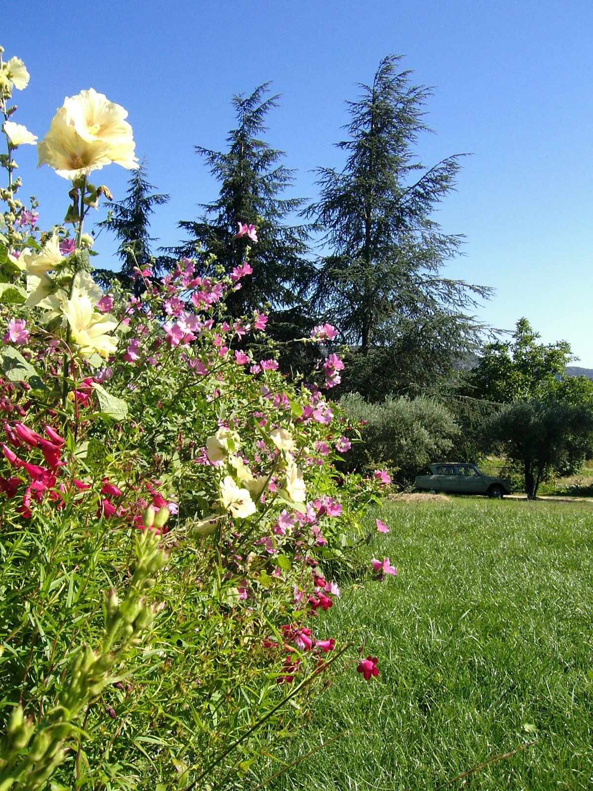 Des fleurs en éclosion, une pelouse verdoyante et des arbres se dressant sous un ciel ensoleillé.