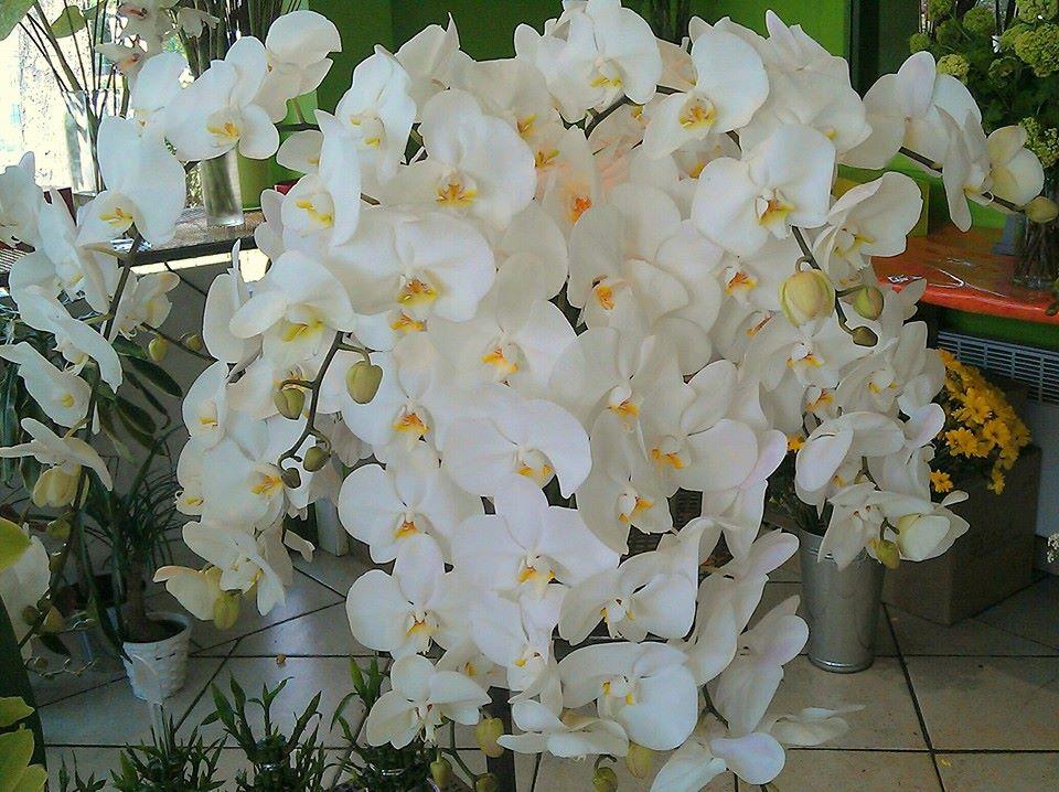 Orchidées - Acacia Fleurs - Fleuriste Cannes
