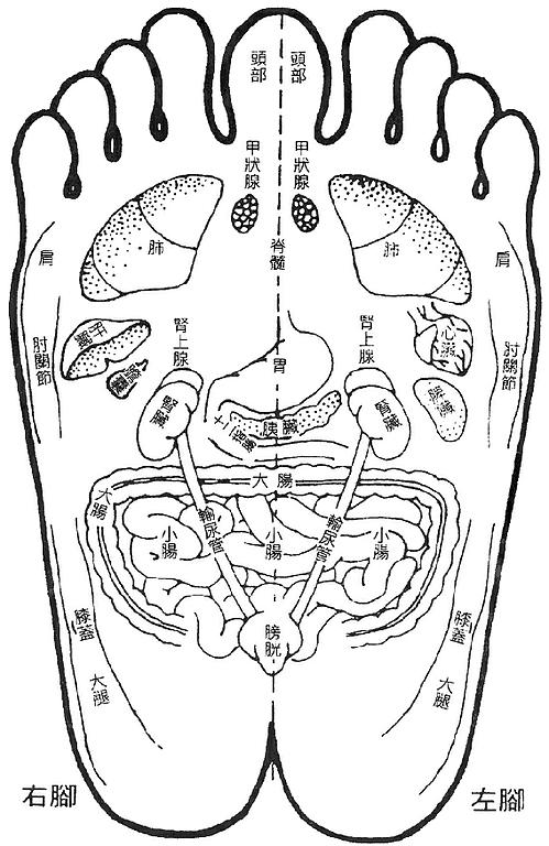 Schéma réflexologie plantaire