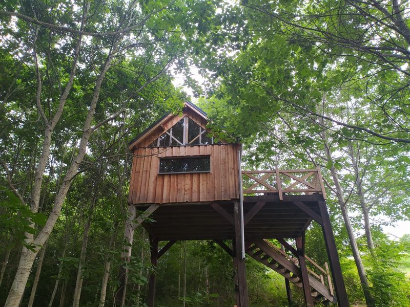 Cabane en bois sur pilotis au milieu de grands arbres verts dans une forêt.