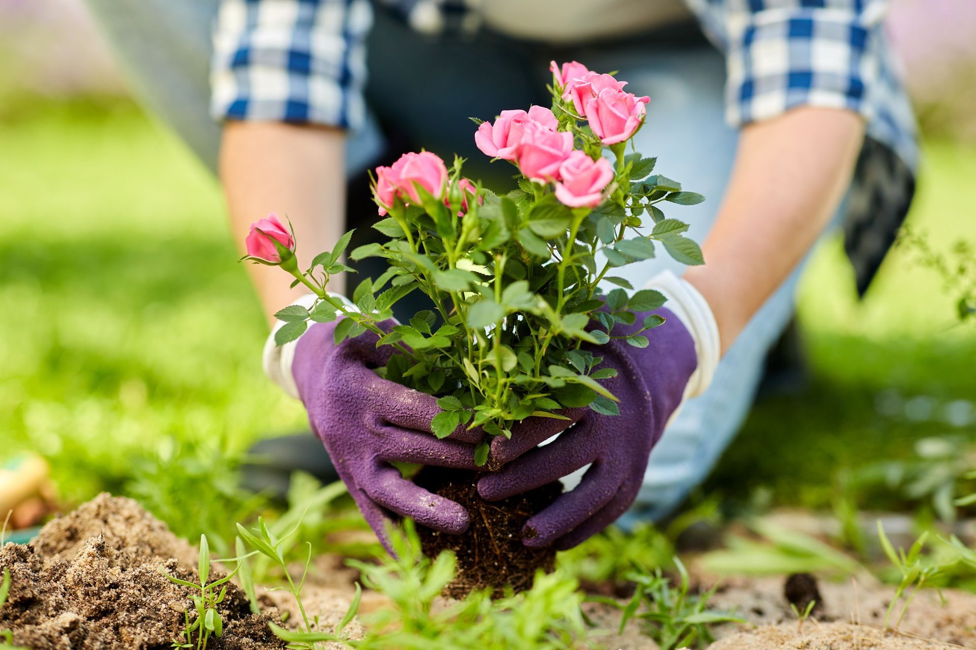 Une personne qui est en train de planter un rosier.