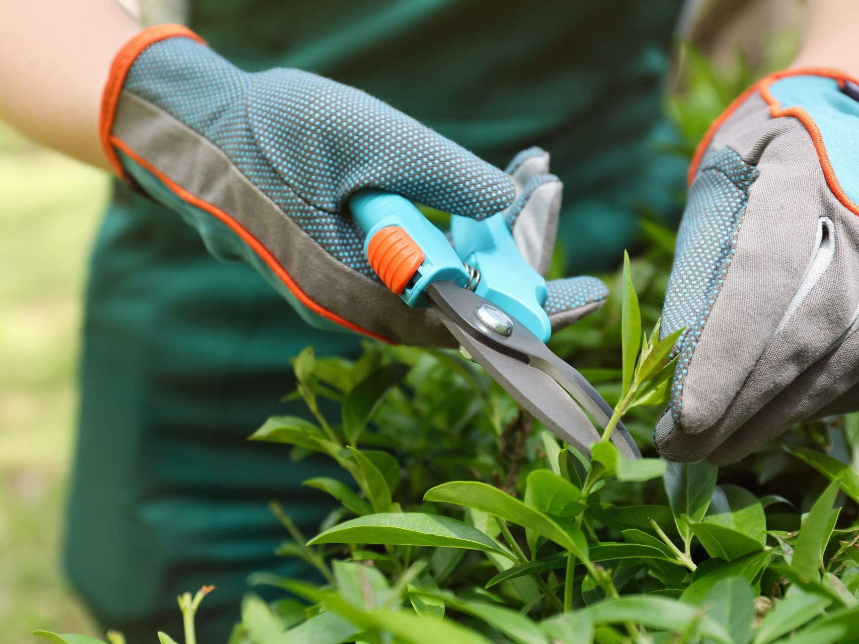 Une main qui coupe les branches avec un sécateur.