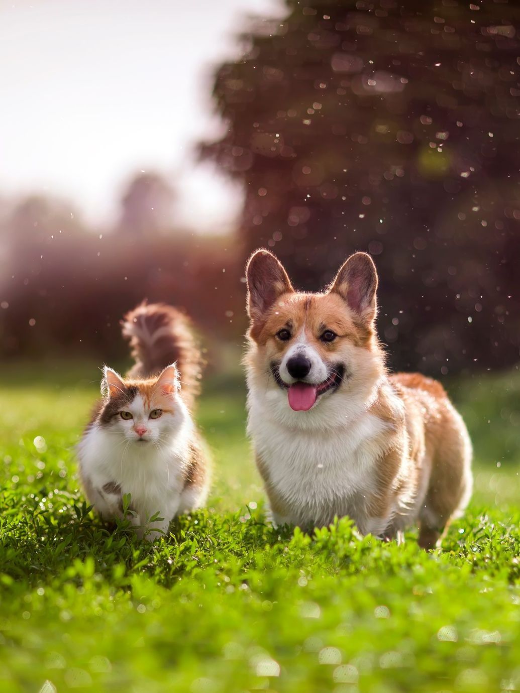 Un chat et un chien dans la pelouse.